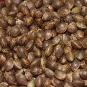 Afghan Kush Seeds
