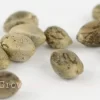 banana kush seeds