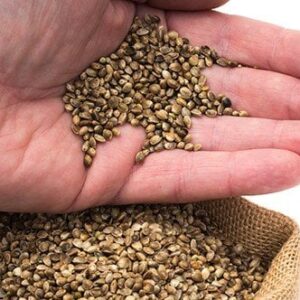 godfather og seeds for sale