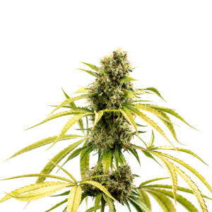 gorilla glue seeds for sale
