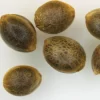 original grand daddy purple seeds