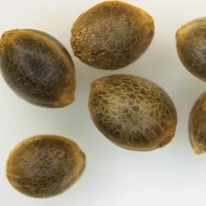 original grand daddy purple seeds