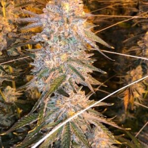 jealousy seeds for sale