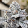 White Truffle Strain