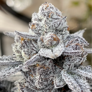 White Truffle Strain