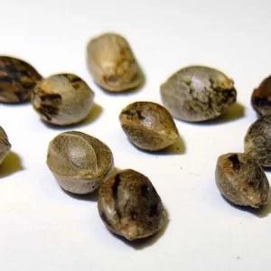 super skunk seeds