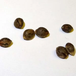 buy super silver haze seeds 