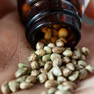 california orange seeds