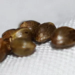 durban poison seeds for sale