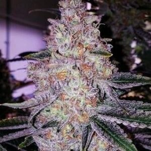 Lemon Cherry Gelato Seeds