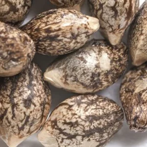 northern lights seeds