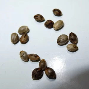 purple kush seeds