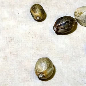 Purple Haze Strain Seeds - purple haze seeds for sale