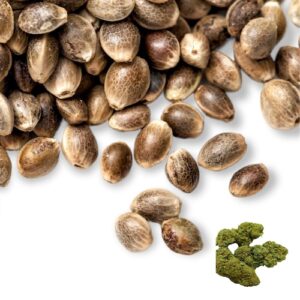 og kush seeds for sale - chico recreational marijuana delivery