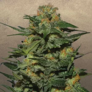 strawberry cough seeds for sale