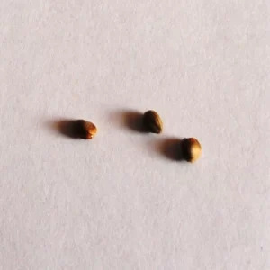 strawberry cough seeds for sale