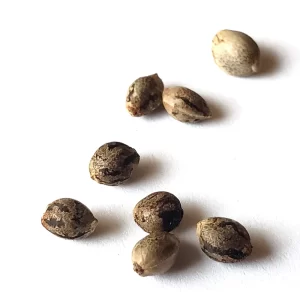 CANNABIS SEEDS