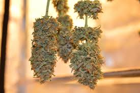 Buy Weed Online Worldwide,