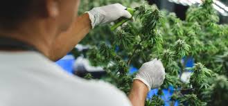 Cali Dispensary Worldwide Shipping,